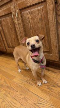 Sadie -  Chihuahua Dog for Adoption in New London, Wisconsin - Sadie | PetCurious