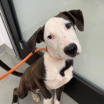 Sincere -  Terrier and Mixed Breed Dog for Adoption in Portland, Oregon - Sincere | PetCurious