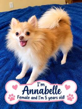Annabelle -  Chihuahua Dog for Adoption in Westport, Connecticut - Annabelle | PetCurious