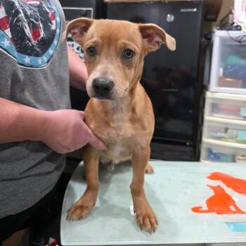 Waffles -  American Staffordshire Terrier and Mixed Breed Dog for Adoption in TIMBERCRK CYN, Texas - Waffles | PetCurious