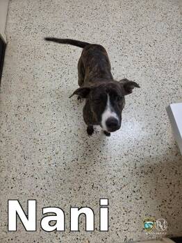Nani -  Pit Bull Terrier Dog for Adoption in Rocky Mount, North Carolina - Nani | PetCurious