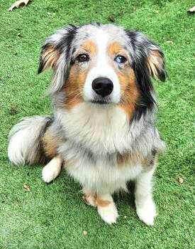 Bailey -  Australian Shepherd Dog for Adoption in Pelzer, South Carolina - Bailey | PetCurious