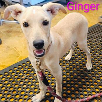 Ginger -  Labrador Retriever and Mixed Breed Dog for Adoption in Chicago, Illinois - Ginger | PetCurious