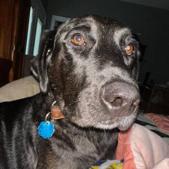 Black Labrador Retriever Dogs Available for Adoption in Covington, Tennessee - Pooh | PetCurious