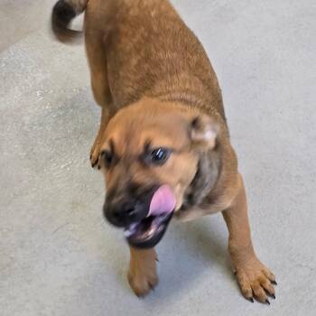 emilio -  Coonhound and Black Mouth Cur Dog for Adoption in Glasgow, Kentucky - Emilio | PetCurious