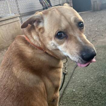 Carolee -  Labrador Retriever and Mixed Breed Dog for Adoption in Austin, Texas - Carolee | PetCurious