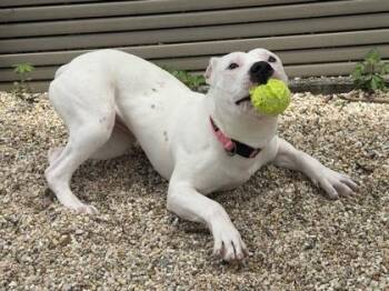 Sussudio (NLOL Training) -  Pit Bull Terrier and Mixed Breed Dog for Adoption in New Orleans, Louisiana - Sussudio (NLOL Training) | PetCurious