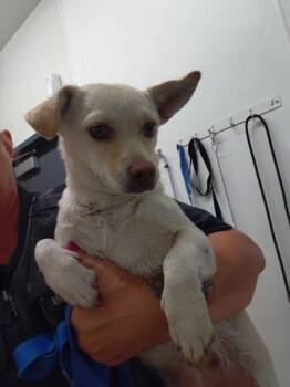 Estrella -  Chihuahua Dog for Adoption in Tulare, California - Estrella | PetCurious