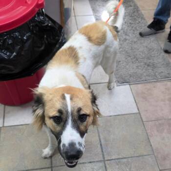 Collie Dogs Available for Adoption - Penny | PetCurious