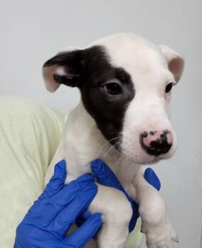 Jack Russell Terrier and Terrier Dogs Available for Adoption - Ohara Girl | PetCurious