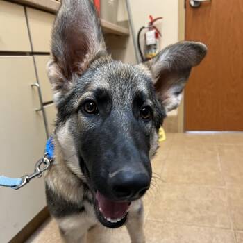 German Shepherd Dog Dogs Available for Adoption in Kanab, Utah - Expecto | PetCurious