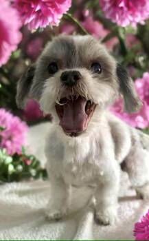 Shih Tzu Dogs Available for Adoption - Bubba | PetCurious
