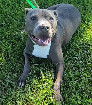 Serena -  Pit Bull Terrier Dog for Adoption in Valparaiso, Indiana - Serena | PetCurious