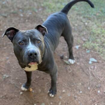 Bear -  Mixed Breed Dog for Adoption - Bear | PetCurious