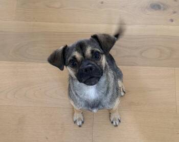 Pug and Chihuahua Dogs Available for Adoption in Powder Springs, Georgia - Ziggy | PetCurious
