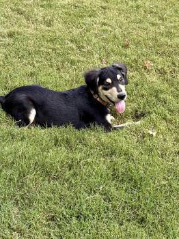 Salsa -  Bernedoodle and Flat Coated Retriever Dog for Adoption - Salsa | PetCurious