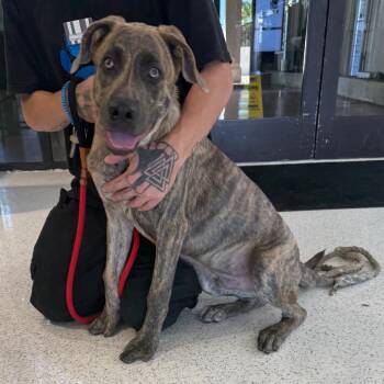 Jude A2296515 -  Dutch Shepherd and Mixed Breed Dog for Adoption in Los Angeles, California - Jude A2296515 | PetCurious