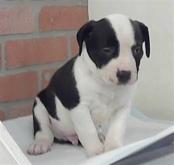 Staffordshire Bull Terrier and Mixed Breed Dogs Available for Adoption - NIXON | PetCurious