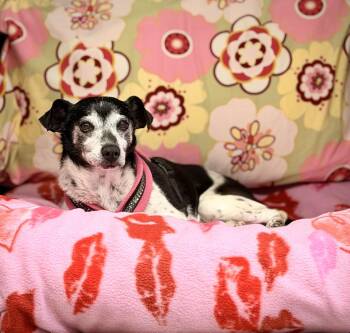 Rat Terrier Dogs Available for Adoption in Mt. Juliet, Tennessee - Bailey | PetCurious