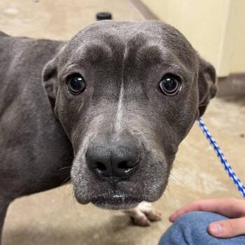 Pit Bull Terrier Dogs Available for Adoption - Sweetiepie | PetCurious
