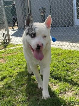 Australian Shepherd and Mixed Breed Dogs Available for Adoption - PERCY | PetCurious