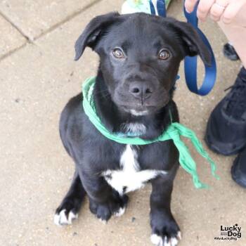 Caylee -  Retriever and Labrador Retriever Dog for Adoption in Washington, District Of Columbia - Caylee | PetCurious
