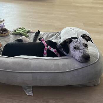 Kilkee -  Pit Bull Terrier Dog for Adoption in Patchogue, New York - Kilkee | PetCurious