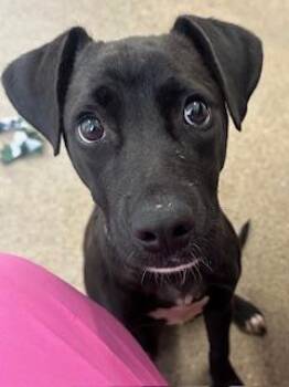 Melody -  Pit Bull Terrier Dog for Adoption in Cleveland, Ohio - Melody | PetCurious