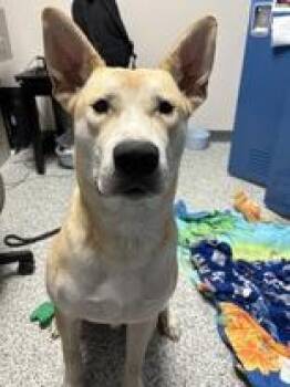 Rescue German Shepherd Dog Dogs for Adoption in Lake Tapwingo, Missouri - Ollie | PetCurious