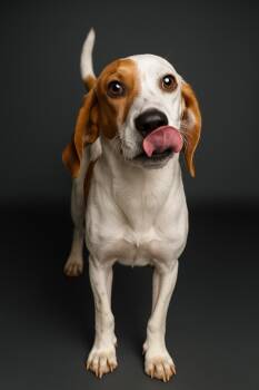 Rescue Hound and Spaniel Dogs for Adoption in Cranston, Rhode Island - CLIPPER | PetCurious