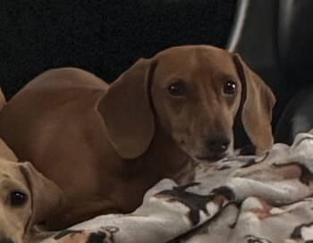 Rescue Dachshund Dogs for Adoption in Staunton, Virginia - Ollie | PetCurious