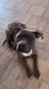 BUELLER -  American Staffordshire Terrier and Mixed Breed Dog for Adoption in Grand Prairie, Texas - BUELLER | PetCurious