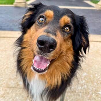 BANDIT -  Australian Shepherd and Mixed Breed Dog for Adoption in St. Louis, Missouri - BANDIT | PetCurious
