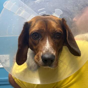 Beagle Dogs Available for Adoption in Savannah, Georgia - Everything Beagle | PetCurious