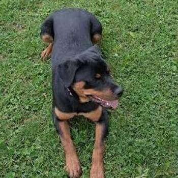 Rottweiler Dogs Available for Adoption in Brooksville, Kentucky - Maci | PetCurious