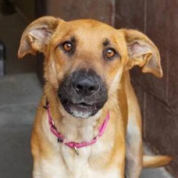 463 (2026) Mama Tilly -  Rhodesian Ridgeback and Mixed Breed Dog for Adoption in Parker, Colorado - 463 (2026) Mama Tilly | PetCurious