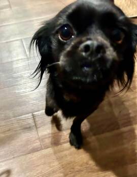 Adalynn -  Pekingese and Shih Tzu Dog for Adoption in Yorktown, Virginia - Adalynn | PetCurious