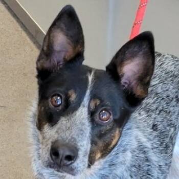 Rescue Mixed Breed Dogs for Adoption in Las Cruces, New Mexico - Cleah | PetCurious