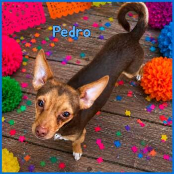 Chihuahua Dogs Available for Adoption in Joliet, Illinois - Pedro | PetCurious