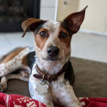 Shepherd Dogs Available for Adoption in Dallas, Texas - Zeke VI (New Digs) | PetCurious