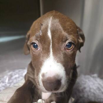 Leia -  Labrador Retriever and Mixed Breed Dog for Adoption in Clearwater, Florida - Leia | PetCurious