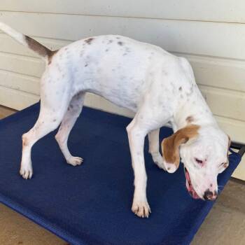 Rescue Pointer and Mixed Breed Dogs for Adoption in Lenoir, North Carolina - Birdie | PetCurious