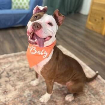 Pit Bull Terrier and Bull Terrier Dogs Available for Adoption - Pixie Dixie The Kissy Little Pixie | PetCurious