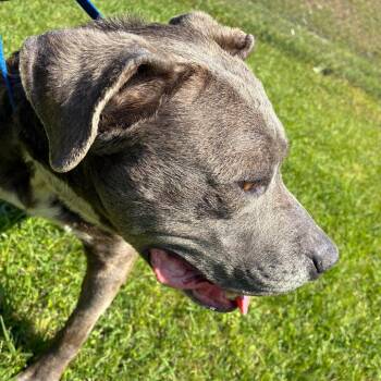 Oliver -  Mixed Breed Dog for Adoption in Savannah, Georgia - Oliver | PetCurious