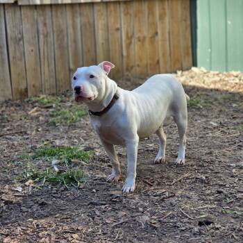 Terrier Dogs Available for Adoption in Brookings, South Dakota - Rockstar Chica | PetCurious