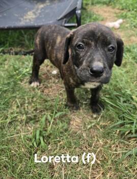 Loretta  (
