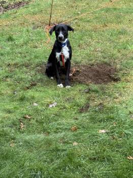 Rescue Border Collie and Mixed Breed Dogs for Adoption in Kemp, Texas - Ranger | PetCurious