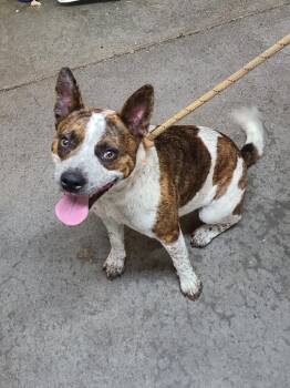 Maple -  Australian Cattle Dog Blue Heeler and Pit Bull Terrier Dog for Adoption in Swainsboro, Georgia - Maple | PetCurious