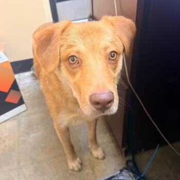 Russell -  Mixed Breed Dog for Adoption in Corinth, Mississippi - Russell | PetCurious