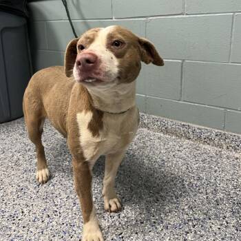 American Staffordshire Terrier Dogs Available for Adoption - Princess Peach | PetCurious